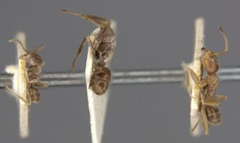 Media type: image;   Entomology 21331 Aspect: habitus lateral